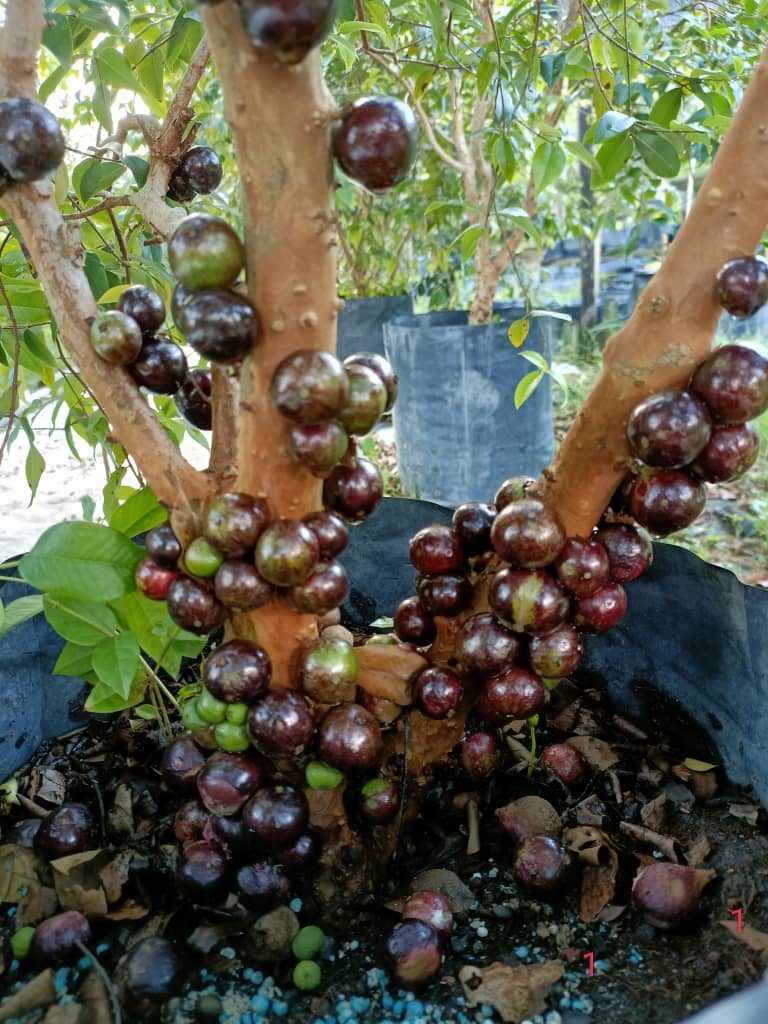 Nurseri Zul Pokok Buahan (Jaboticaba Enterprise) Kuala Terengganu